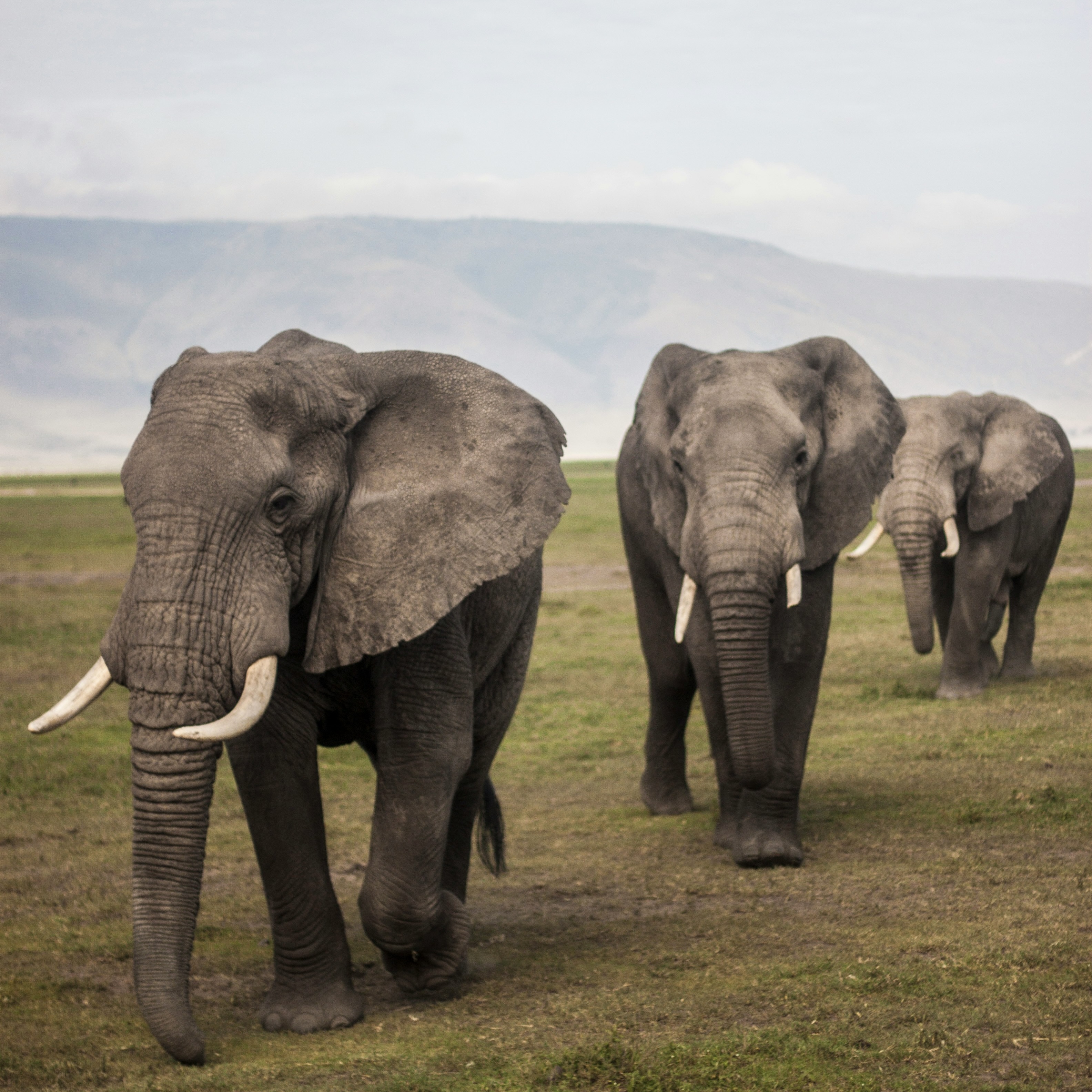 A picture of African Elephants